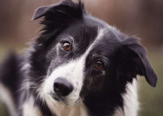 Food Allergy: Is it Really as Common as Owners and Pet Stores Think?