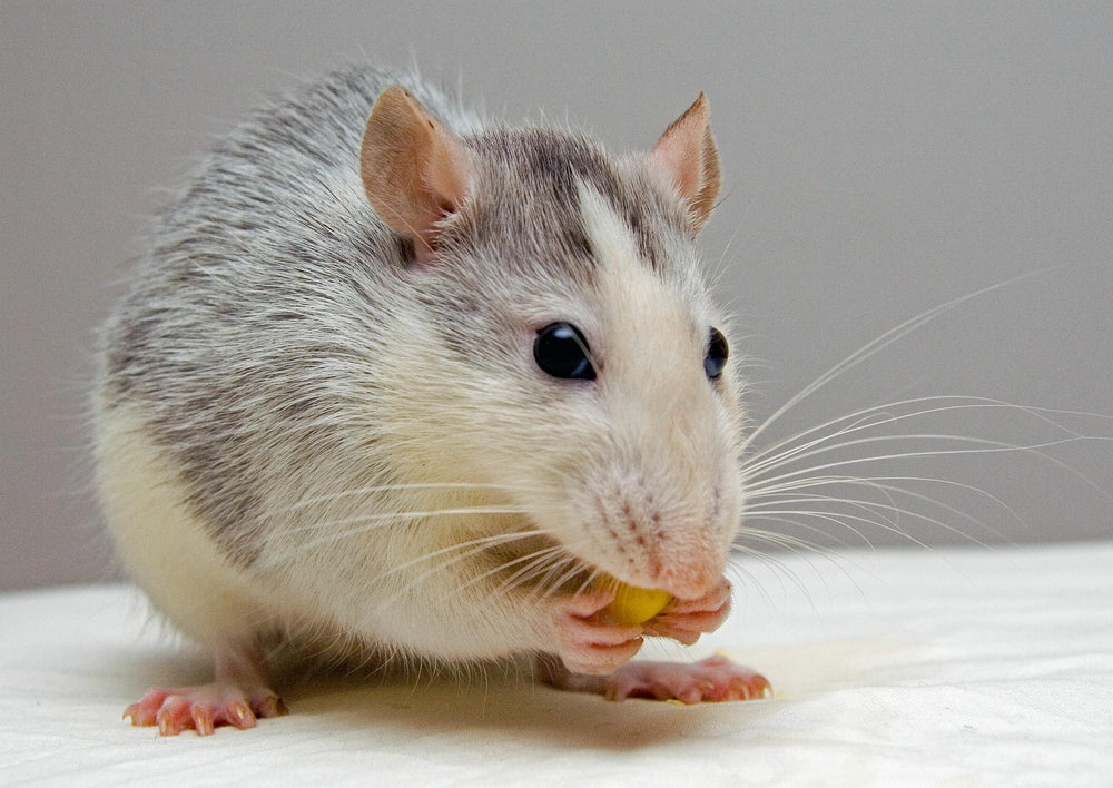 Maladies infectieuses des mammifères compagnons