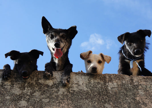 Can Large Scale Puppy Farming Ever be Justified?
