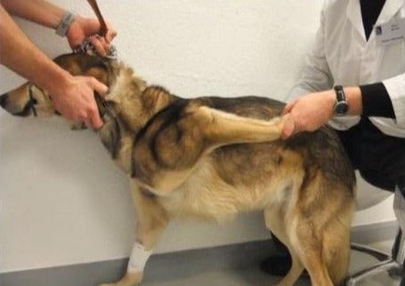 Boiterie chez le chien- trucs et astuces pour arriver au bon diagnostic.