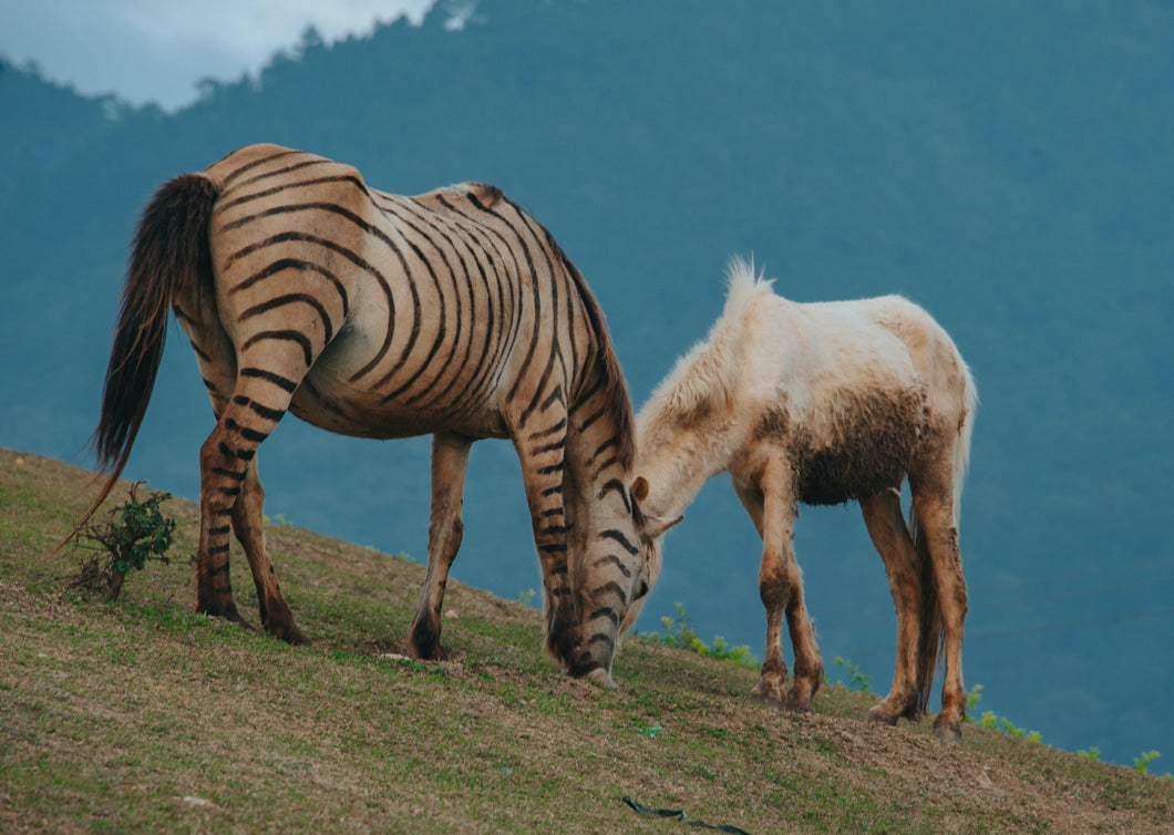 The Zebras of Equine Endocrinology