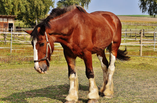 The Use of Computed Tomography in Equine orthopaedic surgery