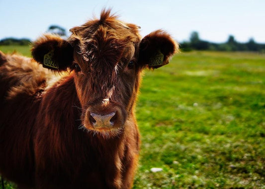 Bovine Lameness - Why Farmers Underestimate it and How to Change their Mindset