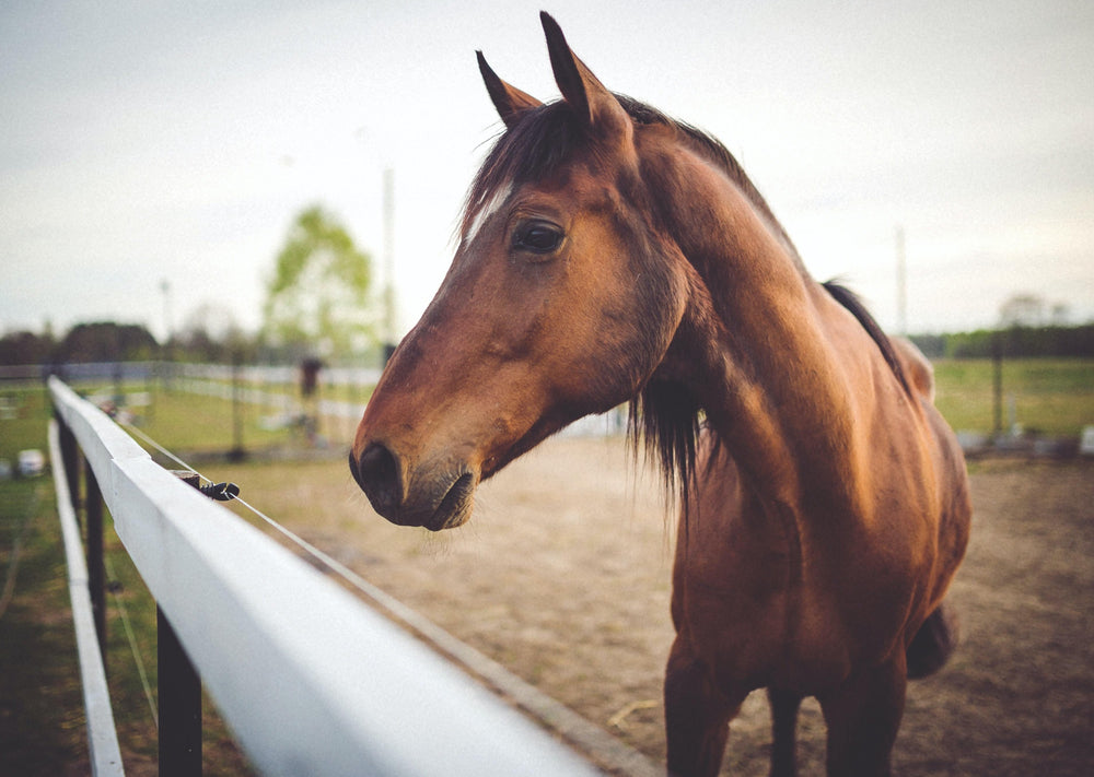 Comment puis-je être sûr que ce cheval a de la douleur de retour?