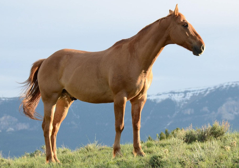 Acupuncture chez les chevaux de sport
