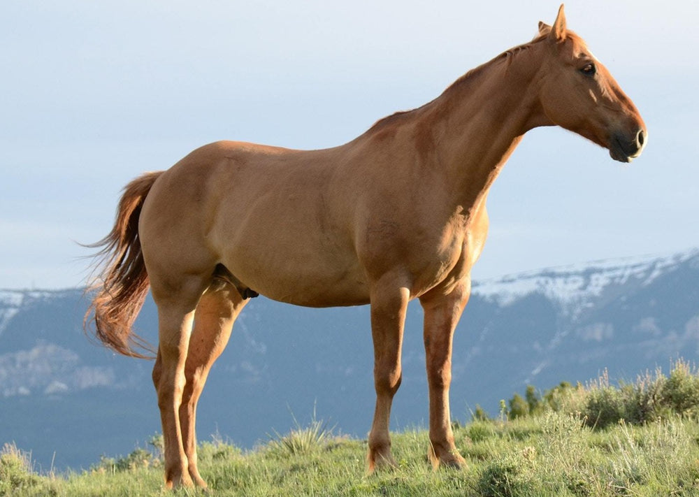 Equine PPID: pitfalls de diagnostic et zone grise