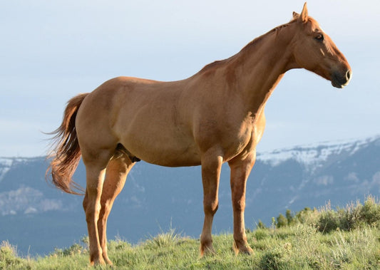 Equine PPID: diagnostic pitfalls and the grey zone