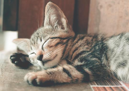MICI et Lymphome de bas grade chez le Chat