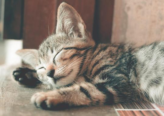 MICI et Lymphome de bas grade chez le Chat