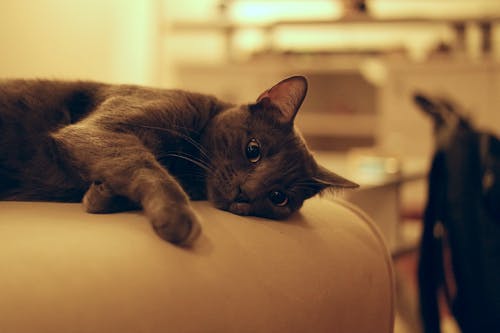 Obstruction Haute des Voies Urinaires chez le Chat- Traitement et Pronostic