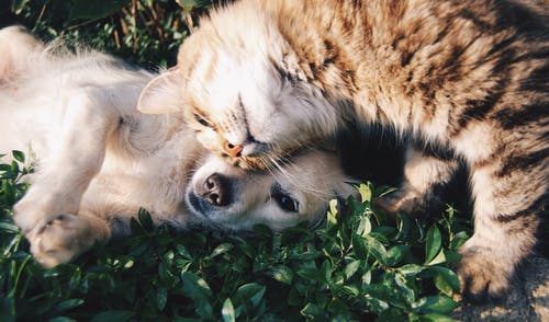 Les nouveaux services attendus par les propriétaires de chien-chat