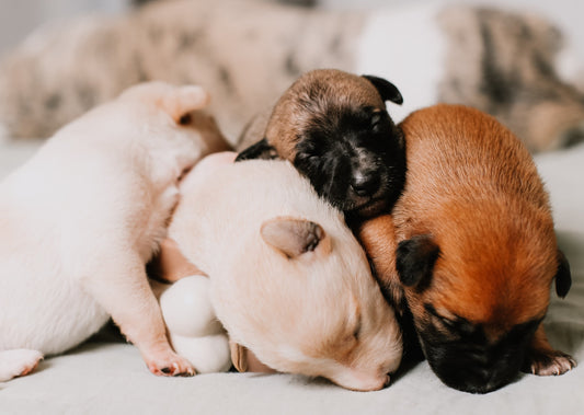 Pre-Pubertal Neutering - What's the Evidence?