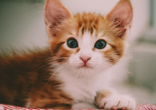 Cat Friendly Nurse Clinics - Making the Best of them to Improve Owner Compliance and Feline Welfare