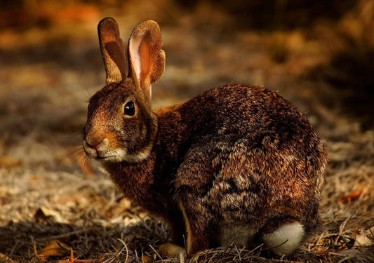 GI Stasis in Rabbits - To Cut or Not to Cut