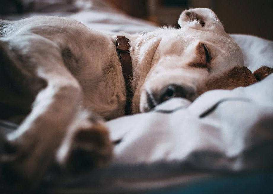 Kein Grund zur Panique - der 'aufgegaste' Hund