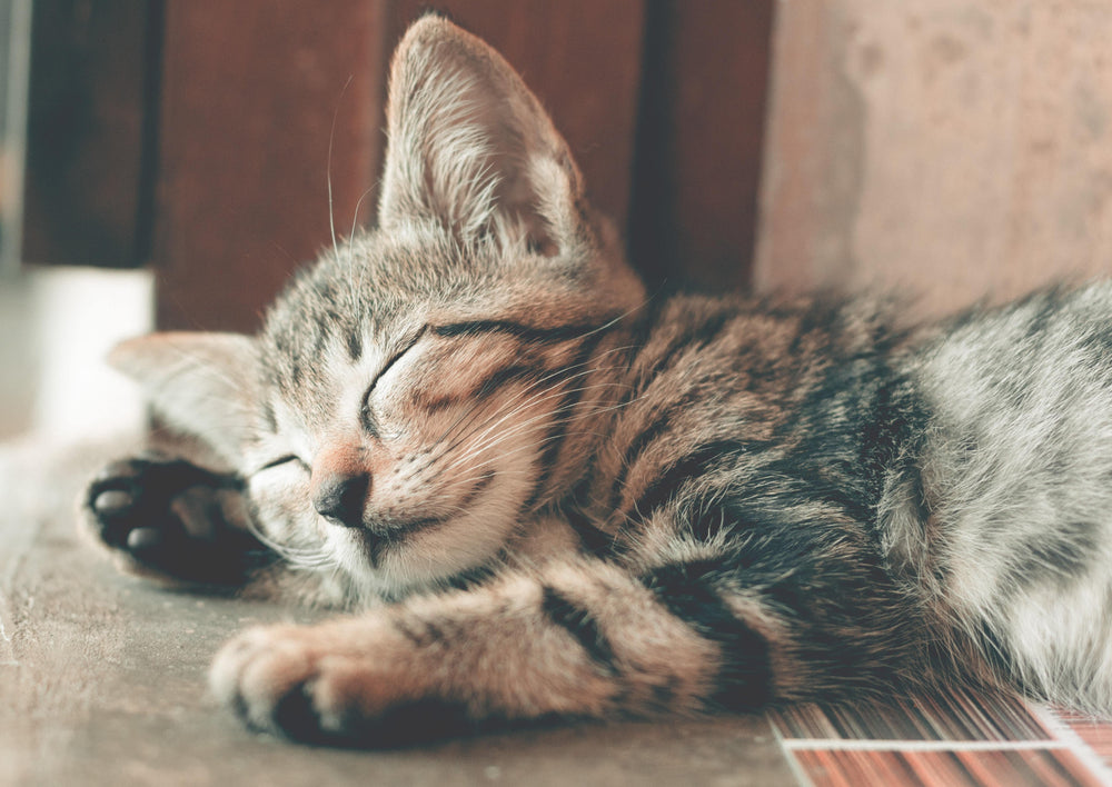 Picky Kitty: Feeding the Inappetent or Anorectic Cat