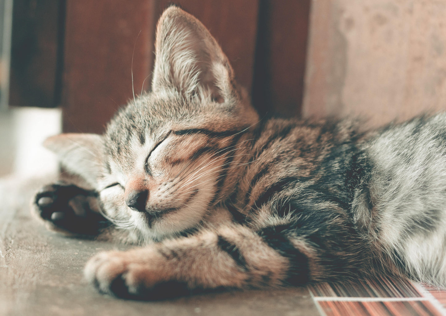 Picky Kitty: Nourrir le chat inappéreur ou anorexique