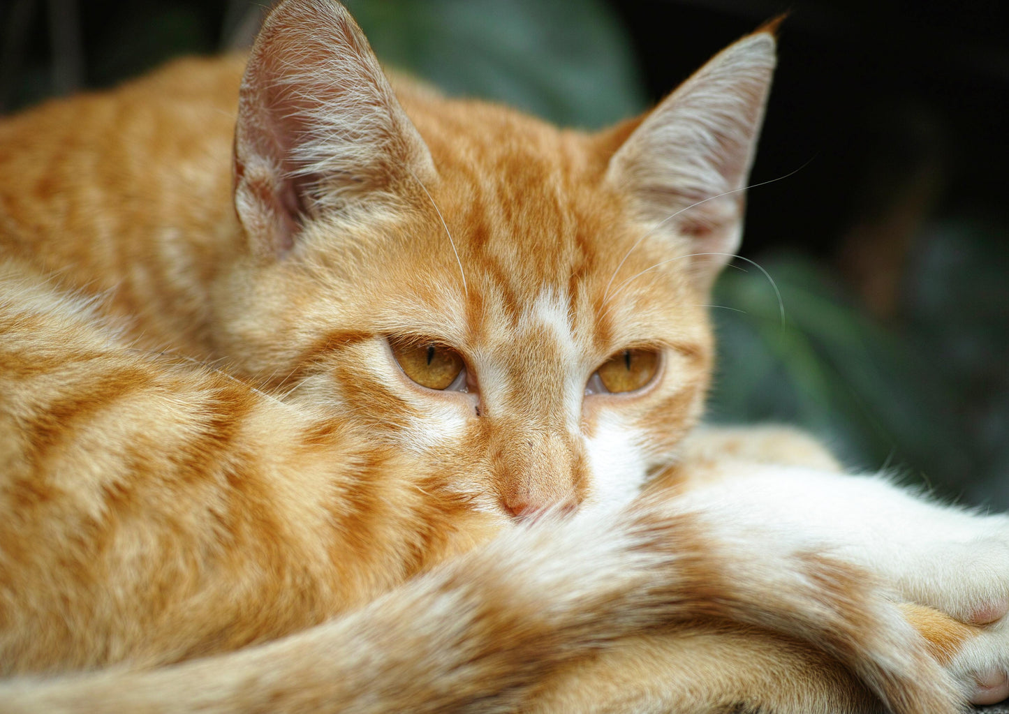 Les chats fous: neurologiques ou normaux?