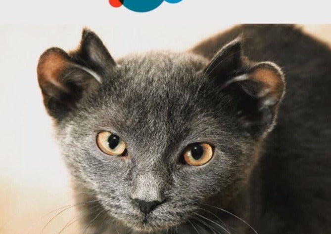 Comment faire de la première visite du chat un succès pour la vie