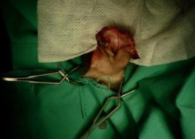 Denken wie ein Heimtierspezialist - Kaninchenohren sicher untersucht, diagnostiziert und therapiert