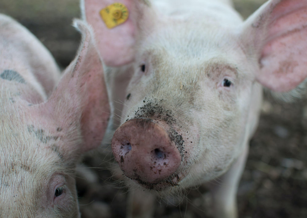 Maladies à signaler de cochons