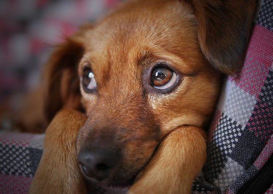Die Kastration des Hundes aus verhaltensmedizinischer Sicht
