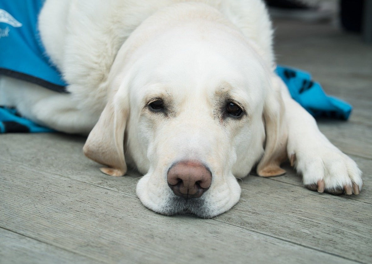 Plan B: Pour le patient souffrant de diarrhée chronique ou récurrente