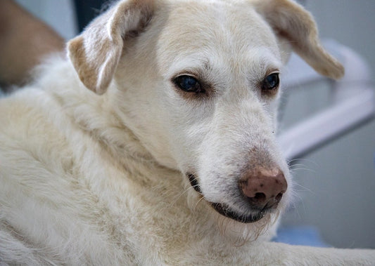 Denken wie ein Kardiologe - Was mache ich bei einem Hund im Herzversagen
