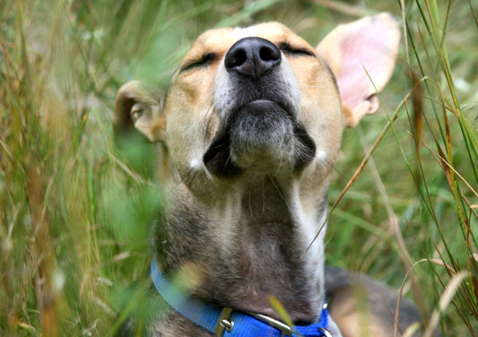 The Wonders of Laser Therapy: Pain Management and Wound Healing