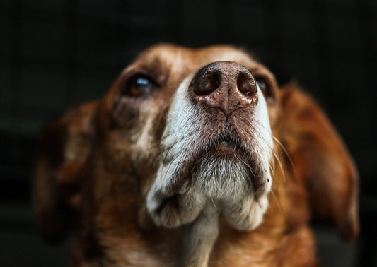 Lymphomes chez le Chien - La Révolution Diagnostique et Pronostique