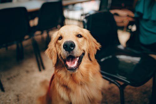 Maladies Inflammatoires Chroniques de l'Intestin du Chien