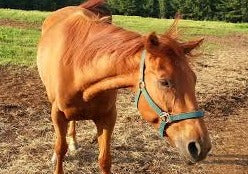 Unusual Gaits - Keeping an Open Mind