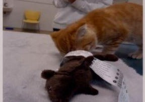 Entre intelligence et espièglerie - savoir déjouer, comme le chat les idées reçues!