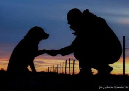 Euthanasie dans der Praxis - neue Ansätze und Wege für ein unliebsames Thema je suis Alltag