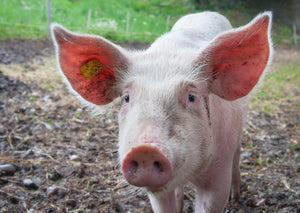 Le porc individuel - Options de traitement, manipulation et euthanasie
