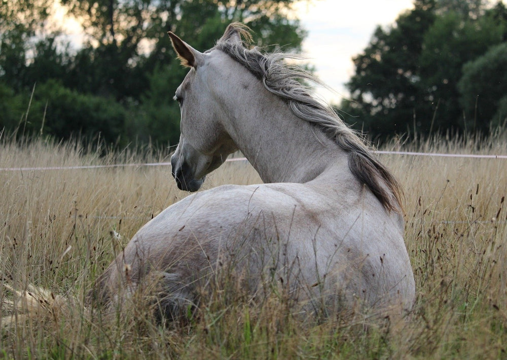 Tomographie calculée de la fée cervicale dans les chevaux-Est-elle vraiment Worth son argent?