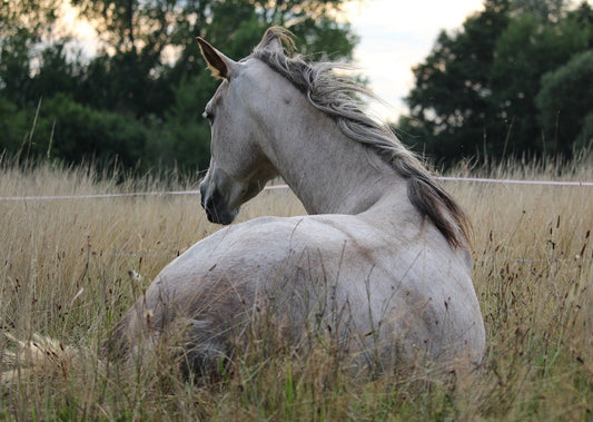 Computed Tomography of the Cervical Spine in Horses - Is it Really Worth its Money?
