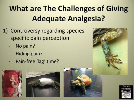 Does it Hurt? Pain Assessment and Pain Relief in Birds and Reptiles.