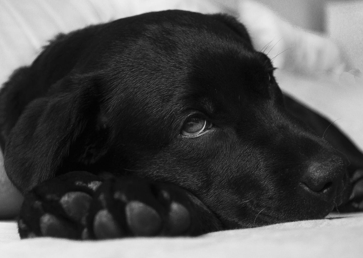 Castration - Mythes et réalités Que savons-nous vraiment