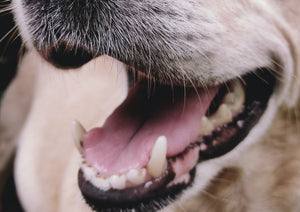 Importance des soins dentaires pour animaux de compagnie