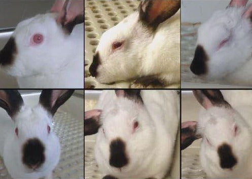 Jeune fille de Schmerz nach - Schmerztherapie bei Kleinsäugern