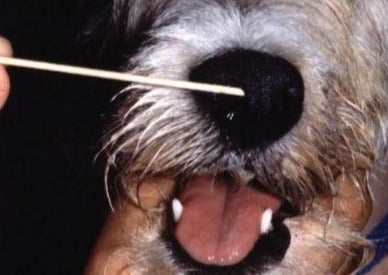 La vidéo pour mieux comprendre les affections des nerfs craniens