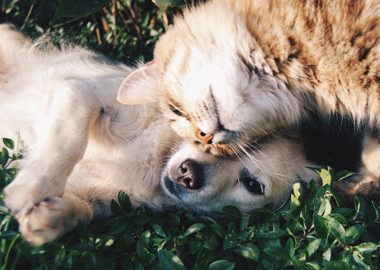 Beyond the Curve: Monitoring Blood Glucose in Dogs and Cats