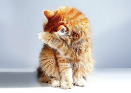 Update zum felinen injection site sarcoma - dos and don'ts