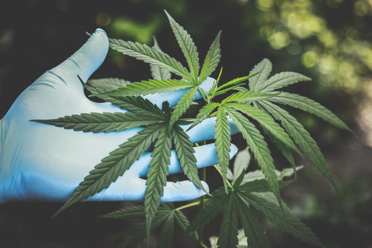 Cannabis for Animals - Is It Real?