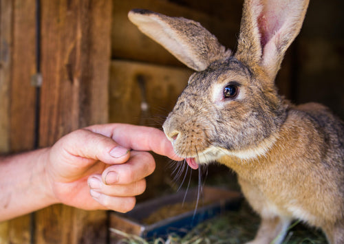 Penser comme un spécialiste des animaux de compagnie - Quels zoonoses dois-je considérer chez les petits mammifères