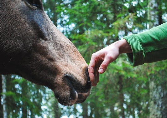 Emerging and Exotic Vector-Borne Equine Diseases: What is the Threat to the UK Horse Population?