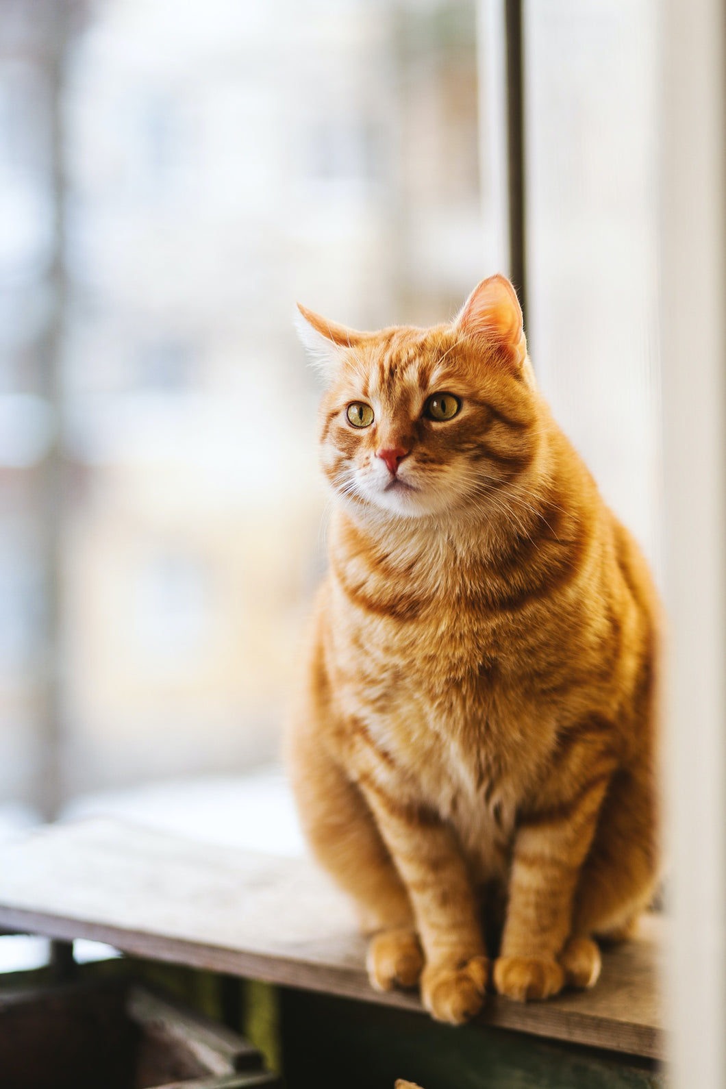 Bluthochdruck: Gefahr auf leisen Pfoten – Aktuelle Expertenempfehlungen zur Behandlung der Hypertonie bei Katzen