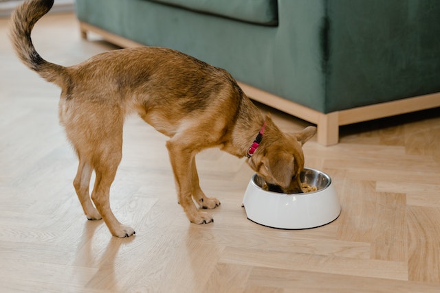 Alleinfutter vs. selbst zusammengestellte Rationen - Hilfestellung zur ersten Einschätzung einer bedarfsdeckenden Hundeernährung
