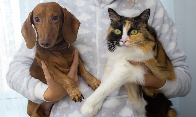 Harnwegserkrankungen bei Hunden und Katzen und ihre diätetische Unterstützung